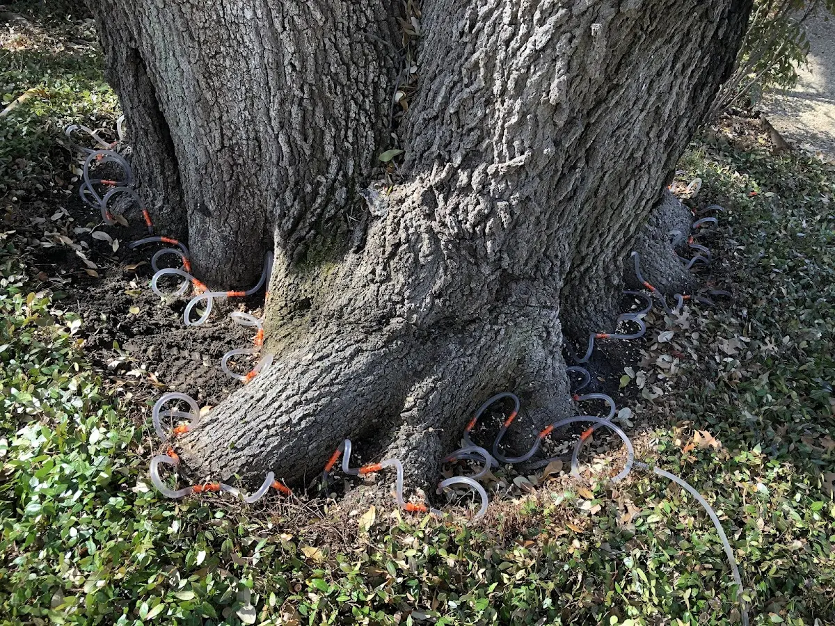 Detailed Tree Cabling and Bracing job site in Navesink