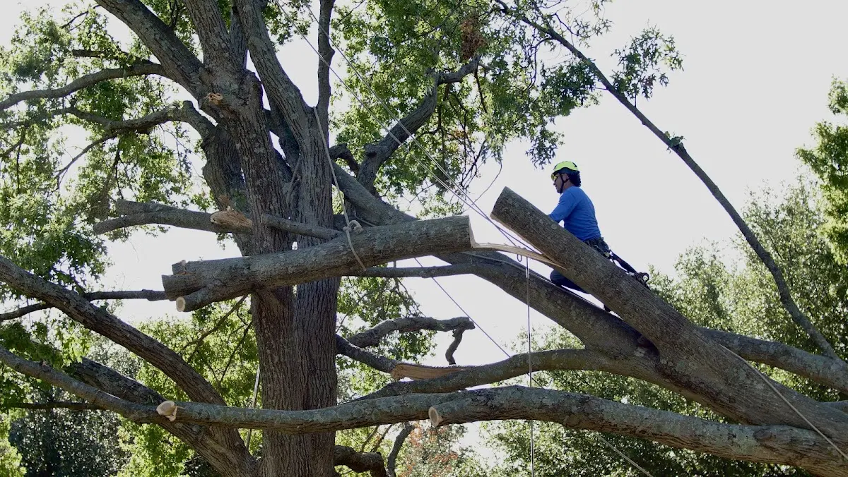 Professional Crown Thinning performed by certified arborists in Navesink