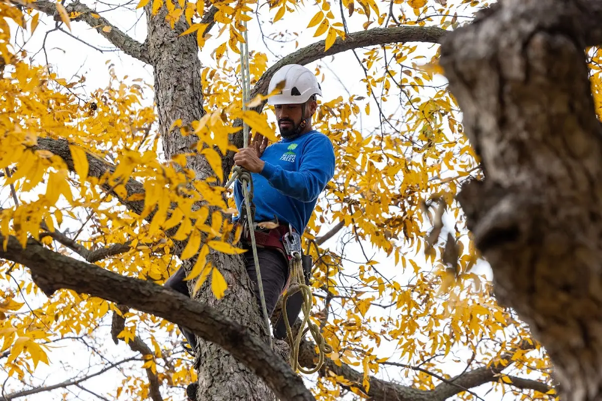 Skilled Tree Pruning crew working in Navesink